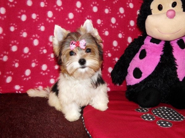 Biewer Yorkshire Terrier Yorki