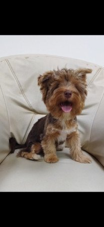 Yorkshire terrier