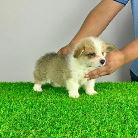 Pembroke Welsh Corgi