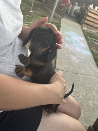 Eladó fajtatiszta fekete-cser tacskó kislány!