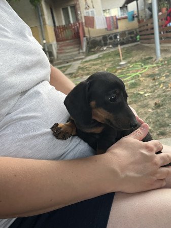 Eladó fajtatiszta fekete-cser tacskó kislány!