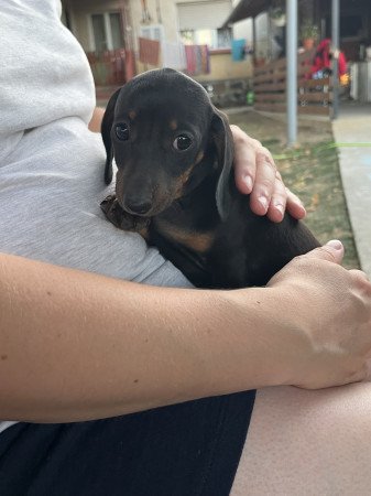 Eladó fajtatiszta fekete-cser tacskó kislány!