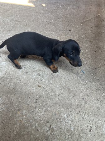 Eladó fajtatiszta fekete-cser tacskó kislány!