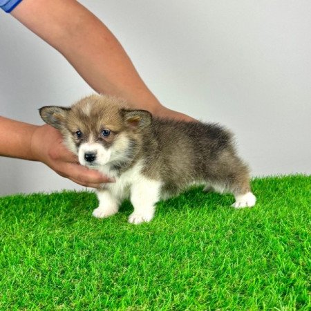 Pembroke Welsh Corgi