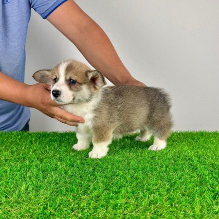 Pembroke Welsh Corgi