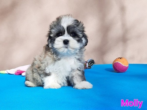 Bichon Havanese