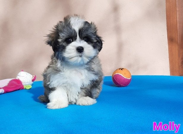 Bichon Havanese