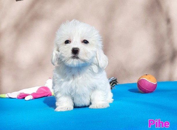 Bichon Havanese