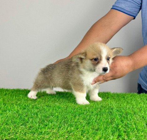 Pembroke Welsh Corgi