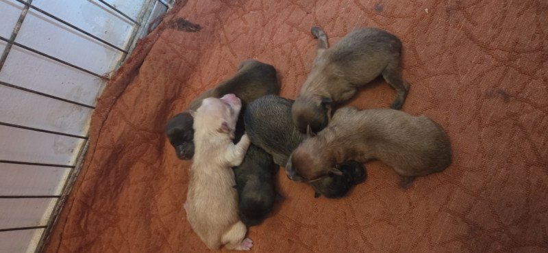 Német közép spicc