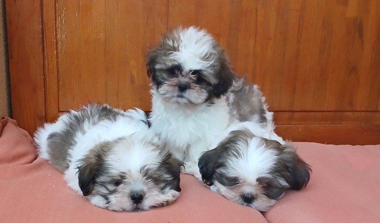 Shi-tzu