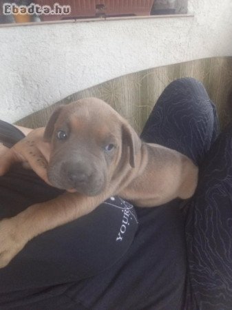 8 hetes shar-pei kan