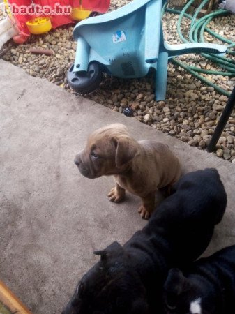 8 hetes shar-pei kan