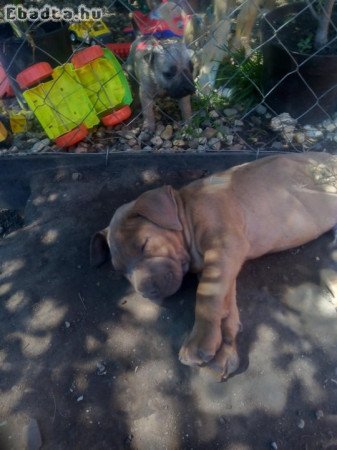 8 hetes shar-pei kan