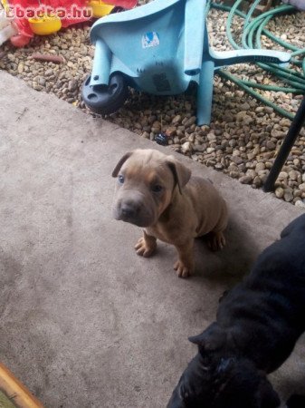 8 hetes shar-pei kan