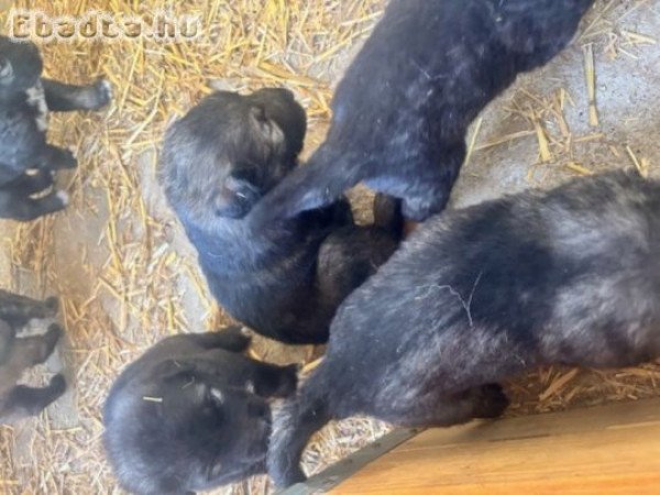 Kaukázusi kiskutyák