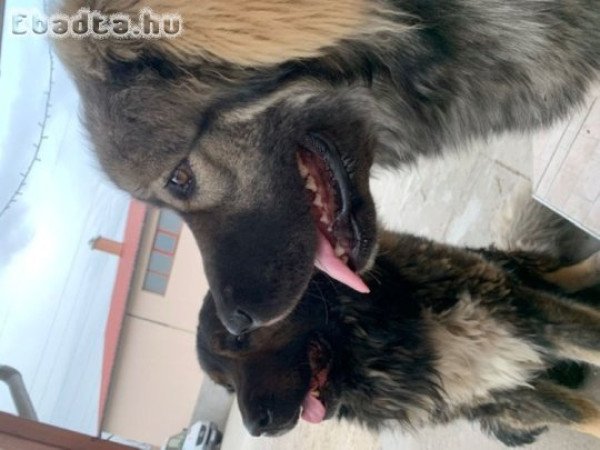 Kaukázusi kiskutyák