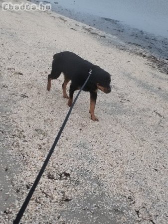 Ajándékba, csak jó helyre