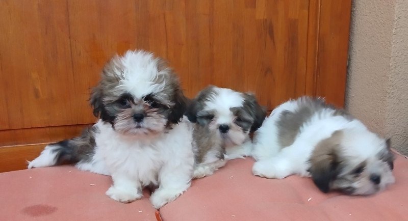 Shi-tzu