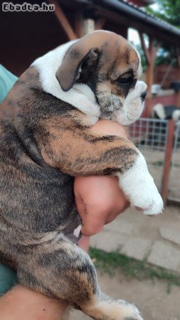 9 hetes Angolul bulldog kiskutya