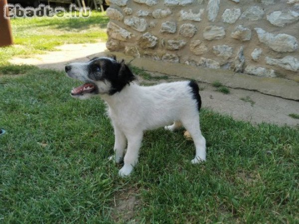 Eladó 1 db 9 hetes foxi kan kiskutya!