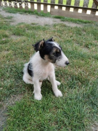 Eladó 1 db 9 hetes foxi kan kiskutya!