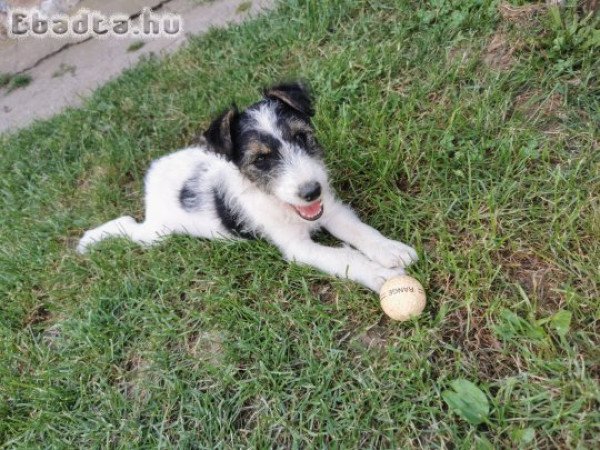 Eladó 1 db 9 hetes foxi kan kiskutya!