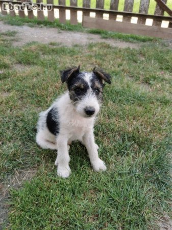 Eladó 1 db 9 hetes foxi kan kiskutya!