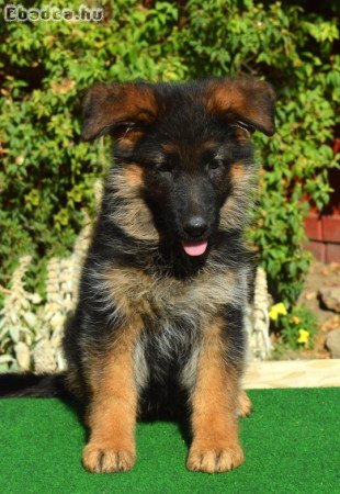 Német juhász kölyök