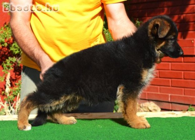 Német juhász kölyök