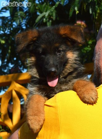 Német juhász kölyök