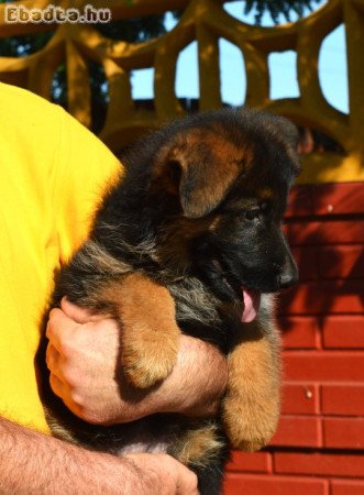 Német juhász kölyök