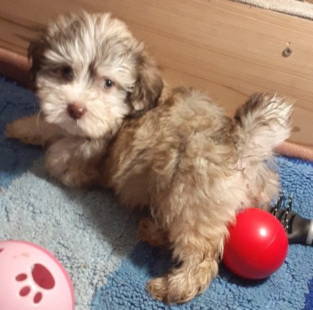 Bichon havanese