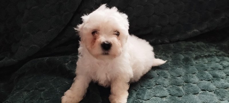 Bichon Havanese