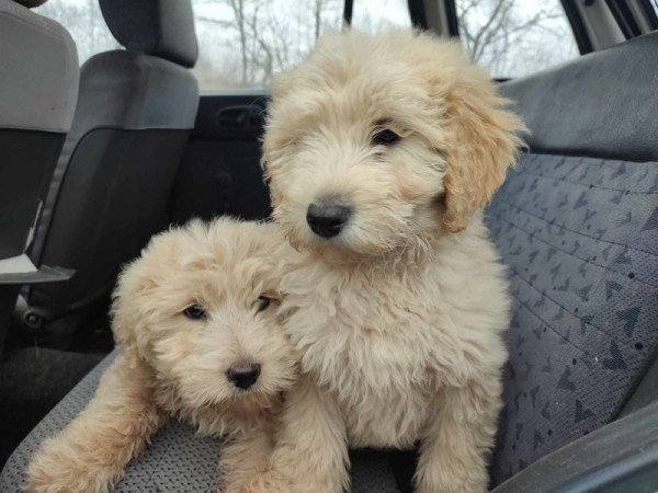 Goldendoodle