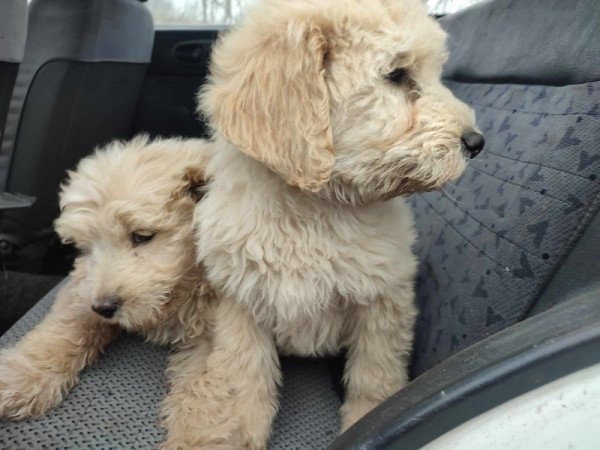 Goldendoodle