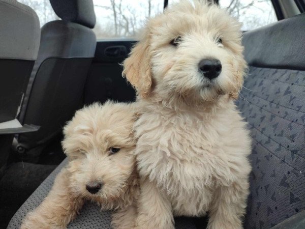 Goldendoodle