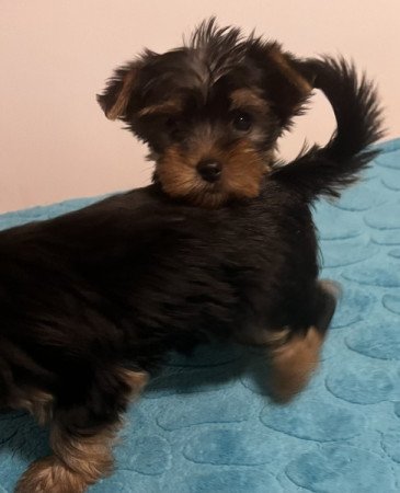 Yorkshire terrier