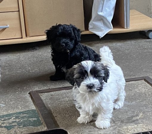 Bichon Havanese