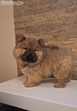 Chow Chow kölykök