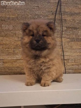 Chow Chow kölykök