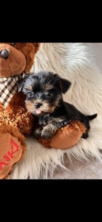 Mini és extra mini Yorkshire terrier