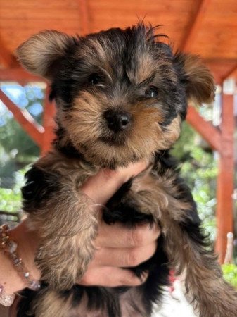 Yorkshire terrier