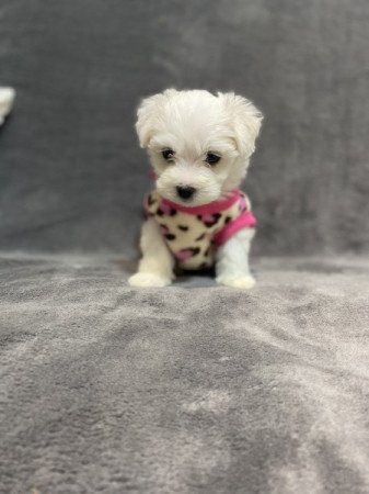 Bison havanese