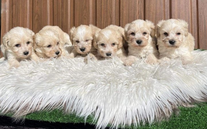 Maltipoo