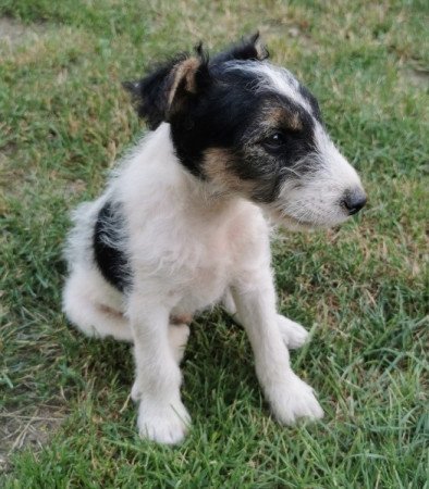 Foxterrier