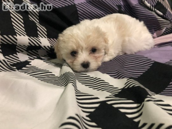 Bichon Havanese kölyök kutyák