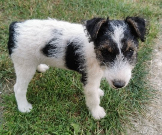 Foxterrier