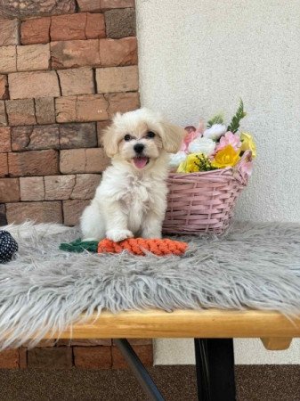 Maltipoo kislányok