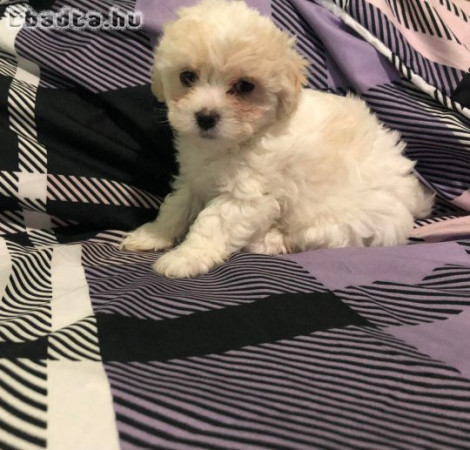 Bichon Havanese kölyök kutyák